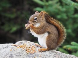 Red squirrel eating tree bud