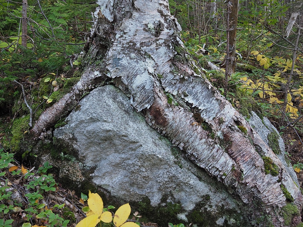 Tree roots growing over boulder and forming a hand