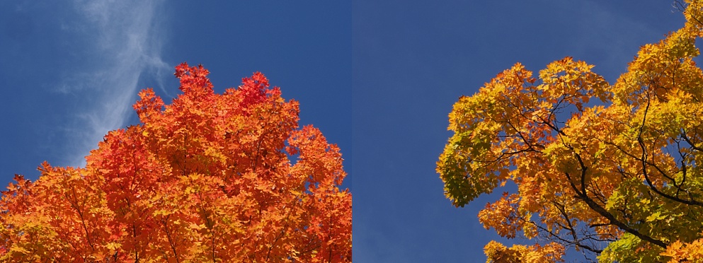 2-photo collage of fall leaves against blue sky