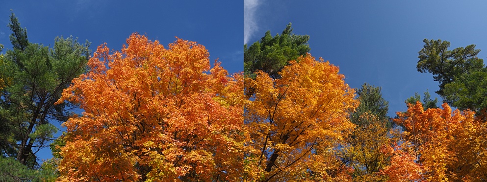 2-photo collage of fall leaves with spruce-tree framing