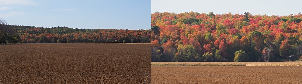 2-photo collage of fall leaves across a harvested field