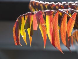 Sumac branch in autumn colours