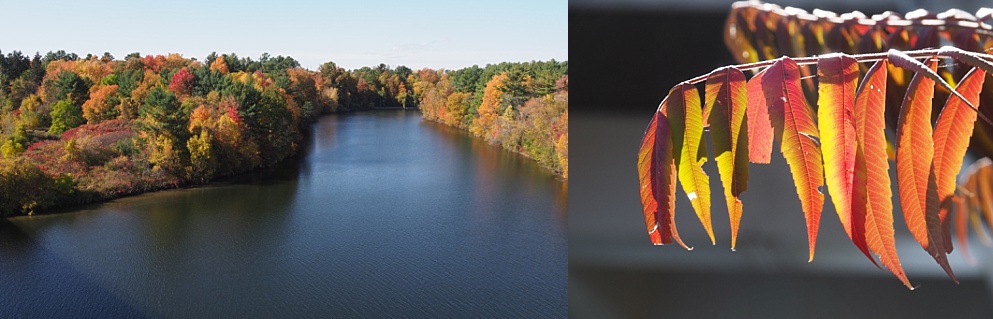 2-photo collage of fall leaves along the Rideau River