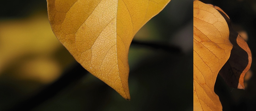 2-photo collage of magnolia leaves in close-up