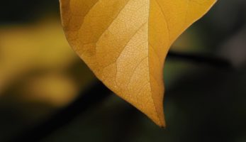 Magnolia leaf close-up