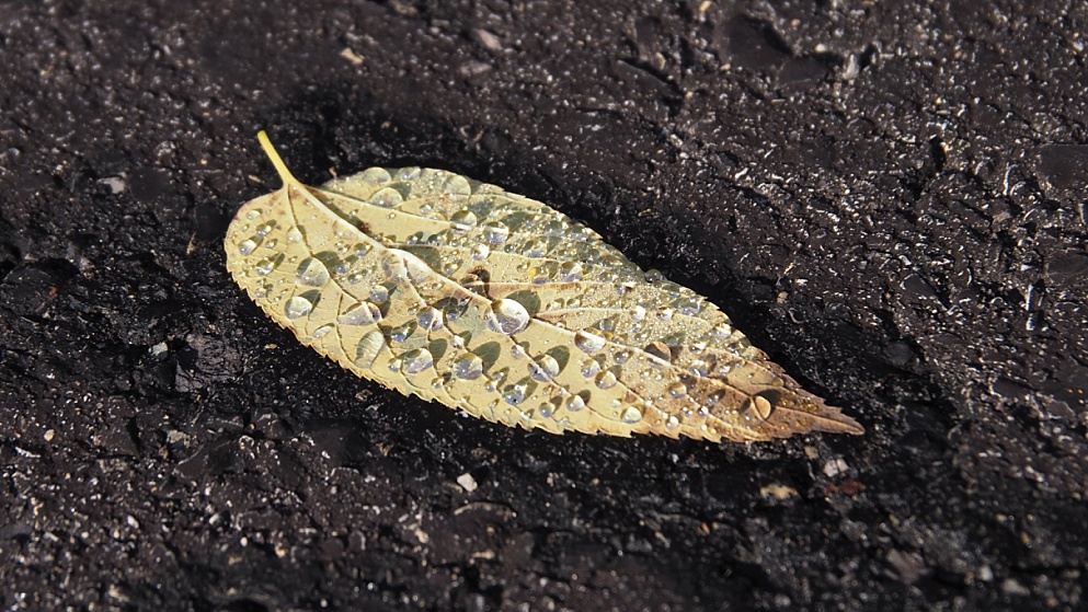 Elm leaf with raindrops on asphalt