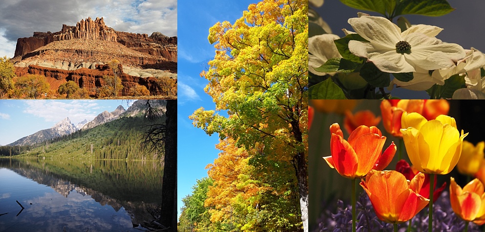 5-photo collage to illustrate Hill and vale, tree and flower