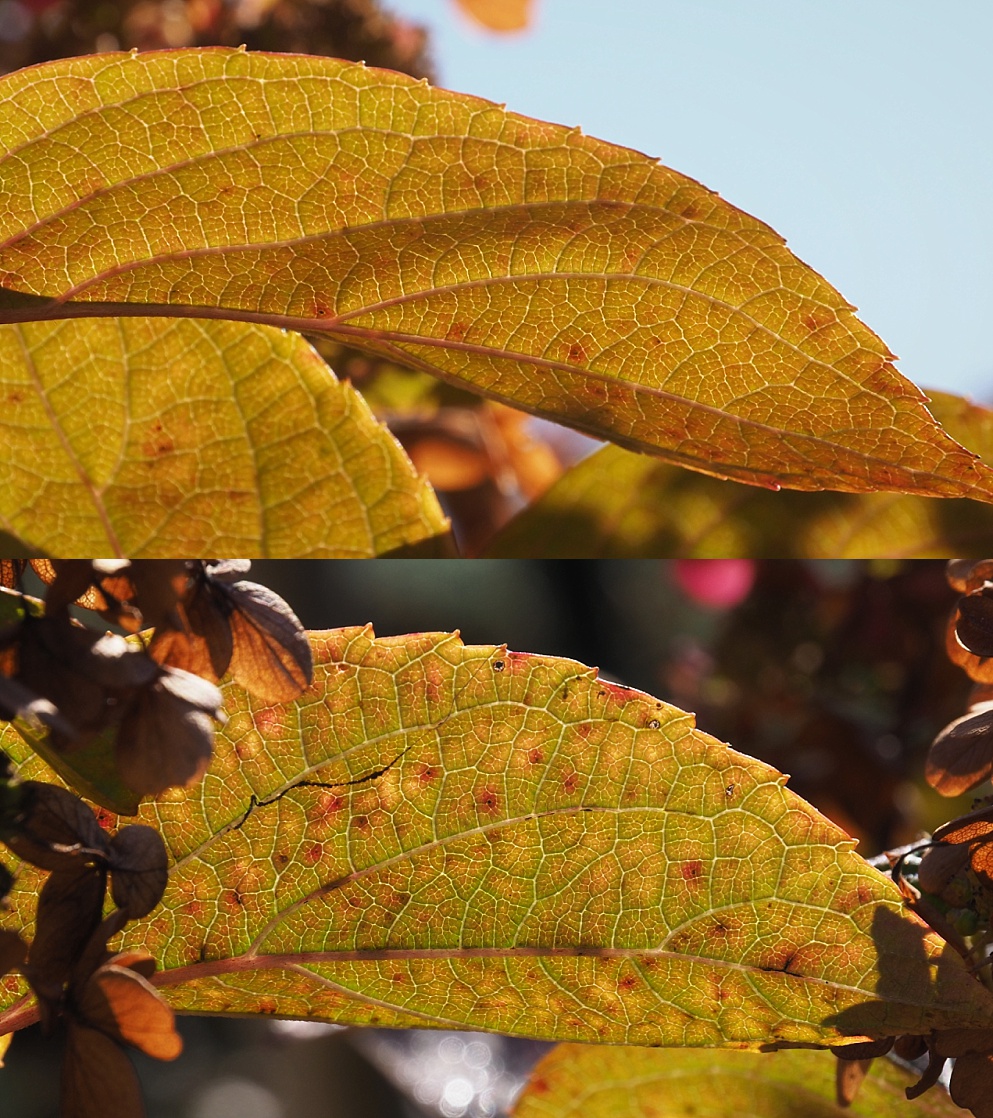 2-photo collage of hydrangea leaves