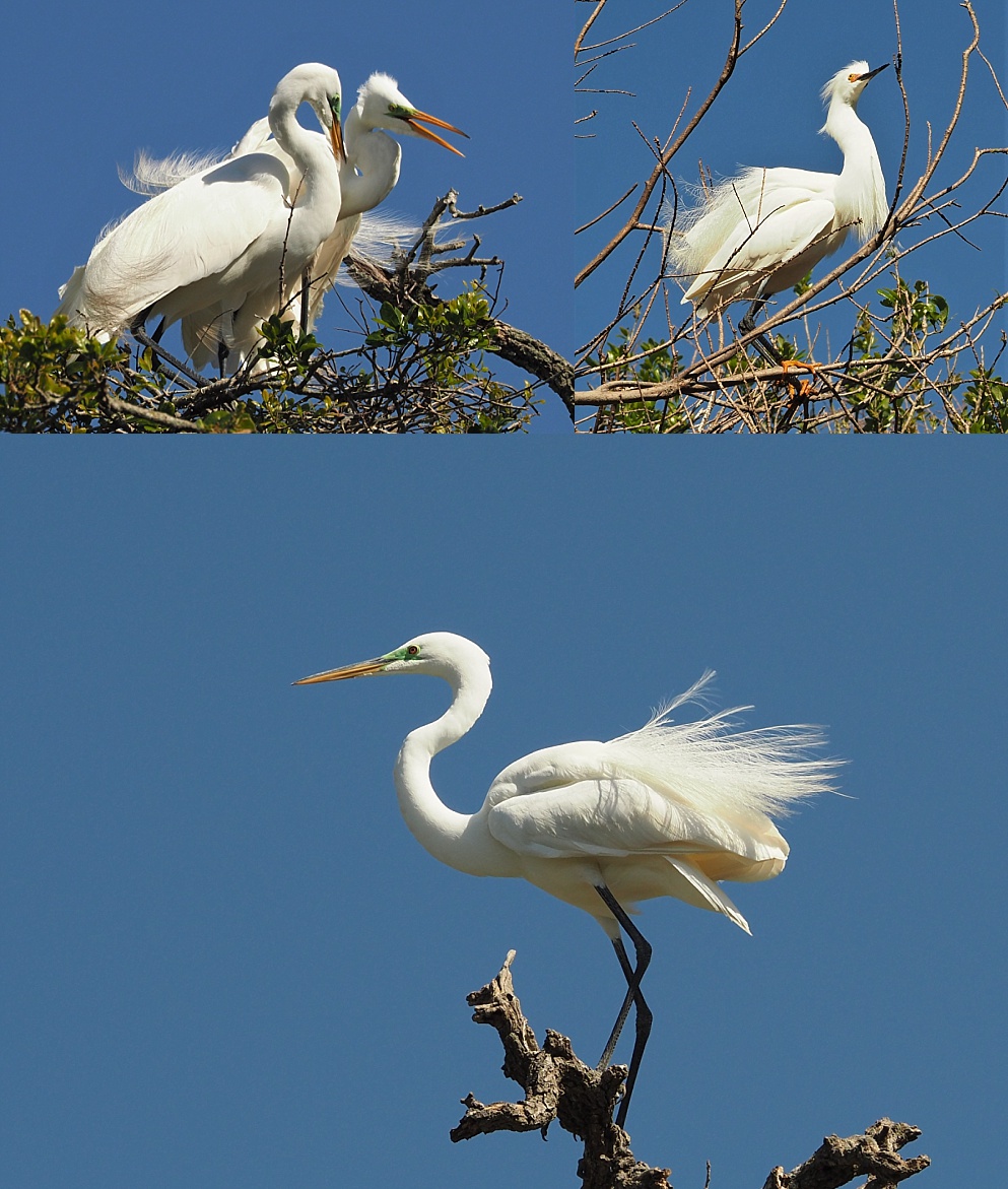 3-photo collage of great egret composition