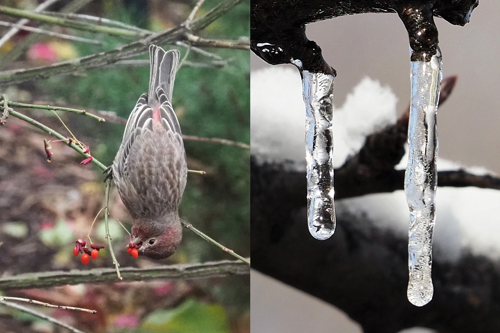 2-photo collage with vertical theme