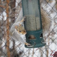 Squirrel on squirrel-proof feeder