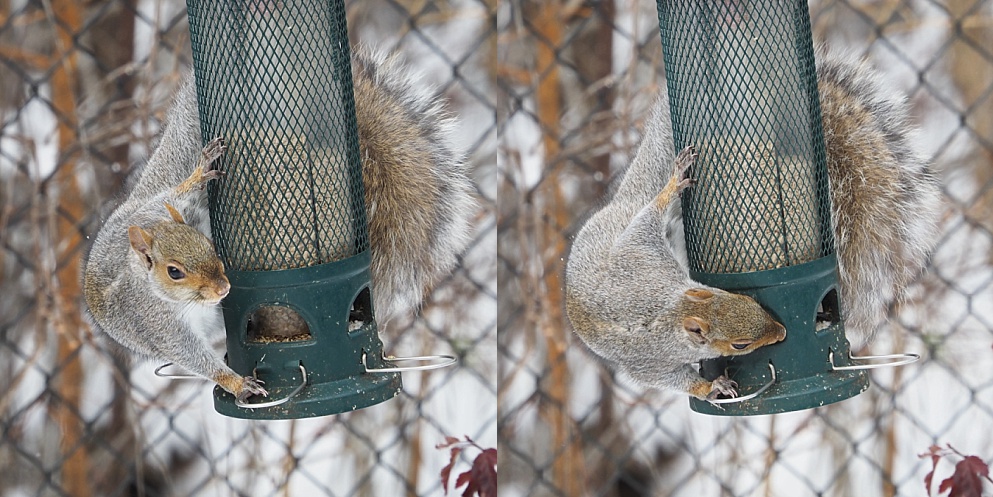 2-photo collage sgowing squirrel beating a squirrel-proof feeder