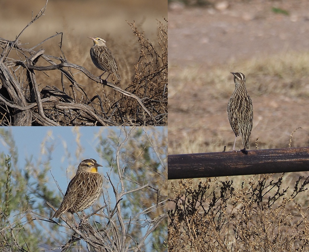 3-photo collage of meadowlarks