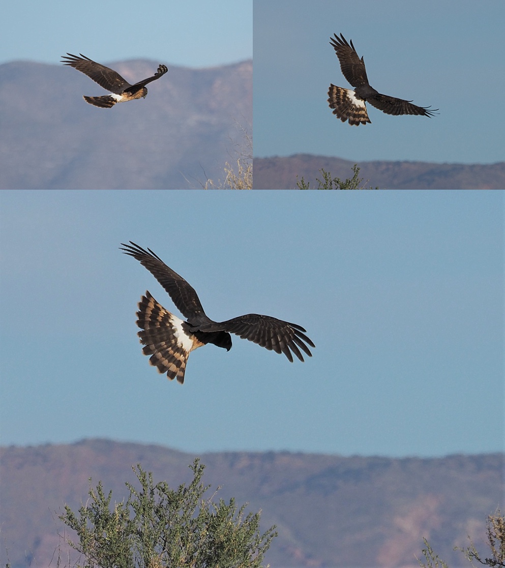 3-photo collag eof juvenile northern harrier