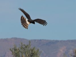 Northern harrier, hunting