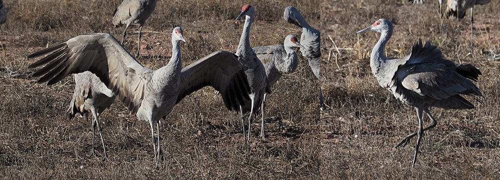 2-photo collage of sandhill cranes