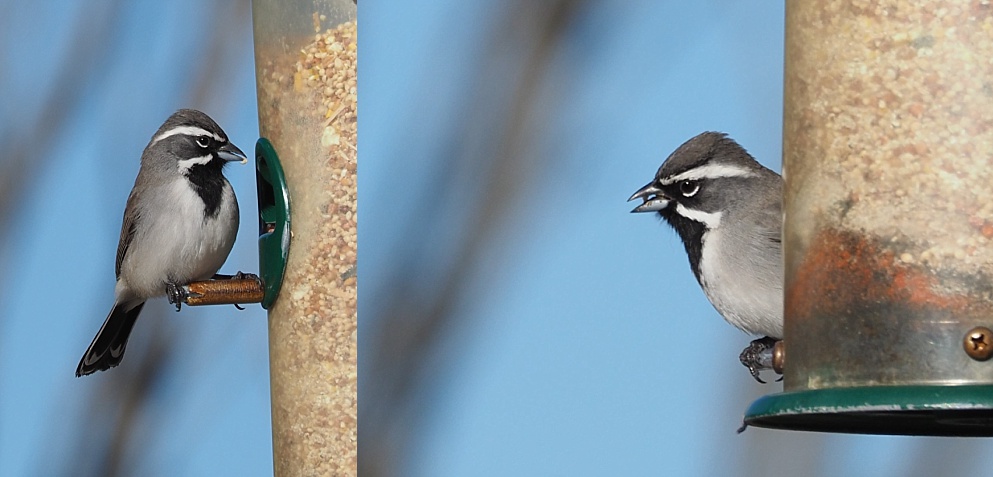 2-photo collage of black-throated sparrow