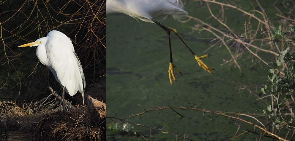 2-photo collage of great egret standing stockstill and a fleeting glimpse of a snowy egret's feet as it exits the frame