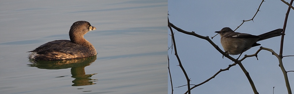 2-photo collage of distinctive smaller birds