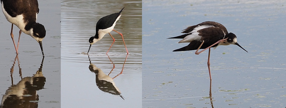 3-photo collage of black-necked stilts