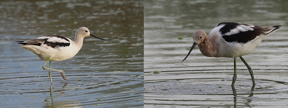 Female and male avocet, wading and feeding