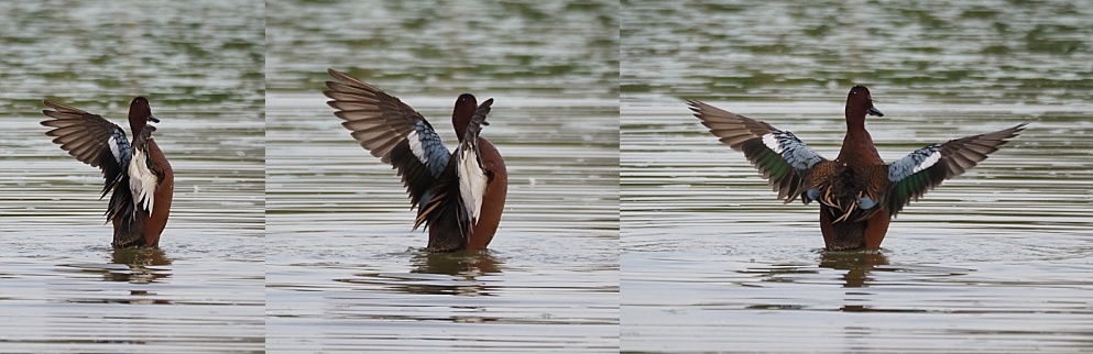3-photo collage of duck flaring its wings