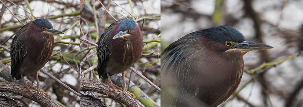 Green heron out in the open