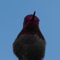 Close-up of colourful head of Anna's hummingbird