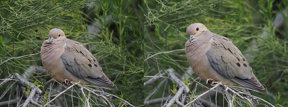 2-photo collage of mourning dove, looking cute