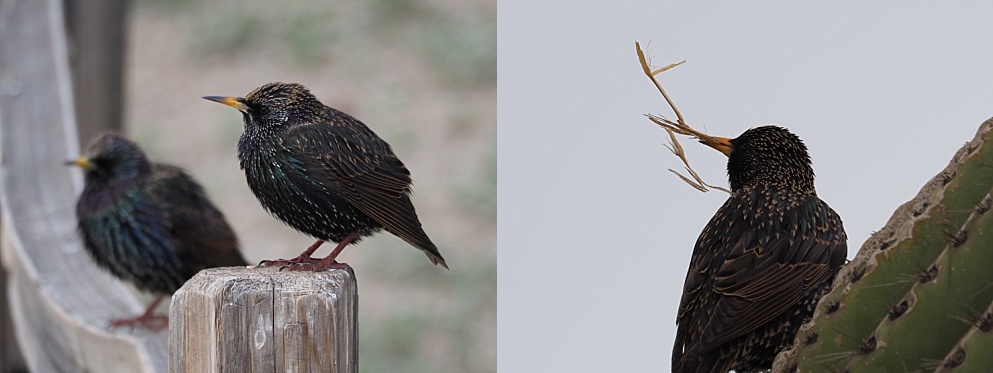 2-photo collage of juvenile starlings and nesting starling