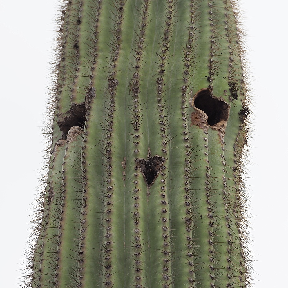 Cactus chortling