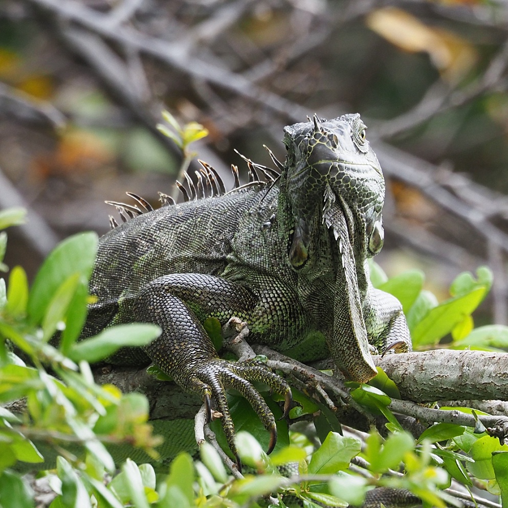 Iguana looking back at camera