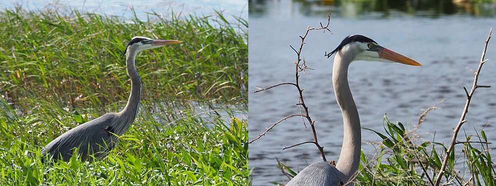 2-photo collage of two great blue herons