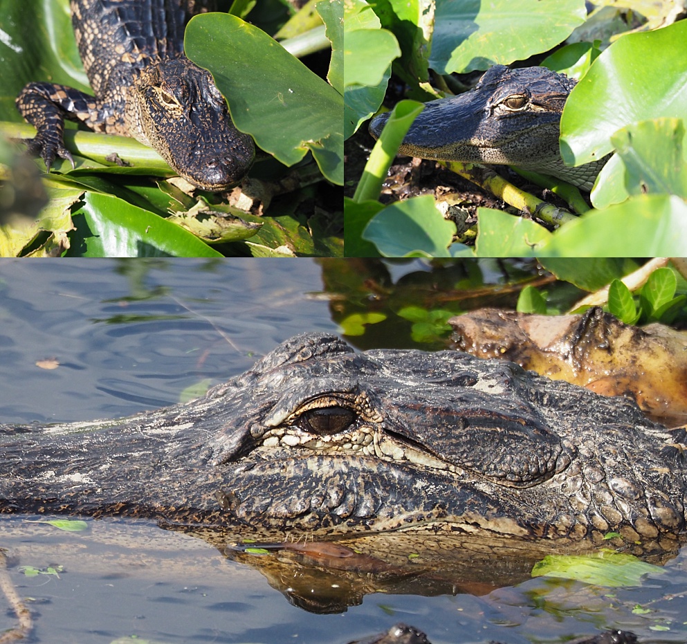 3-photo collage of allligators