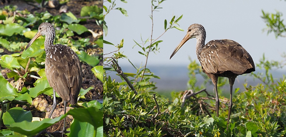 2-photo collage of limpkin in swamp