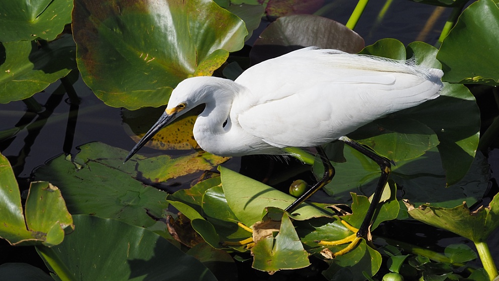 Snowy egret in hunting mode