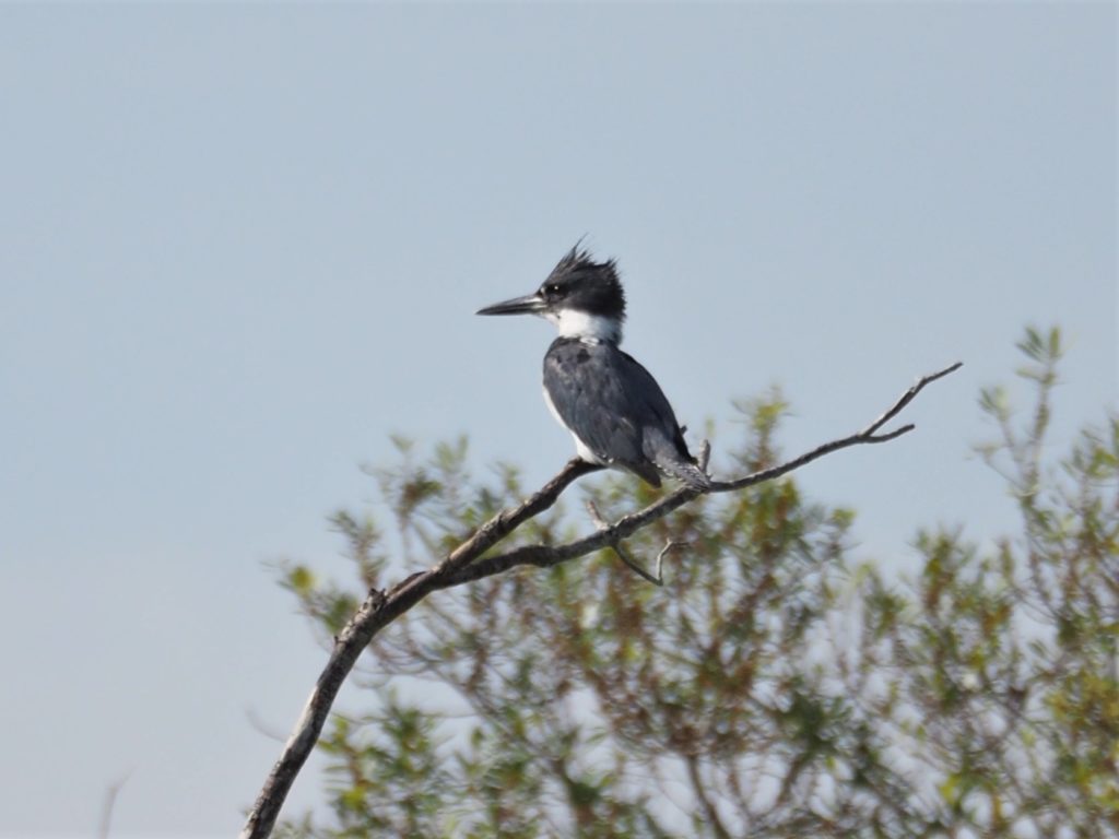 Kingfisher, seriously zoomed and cropped