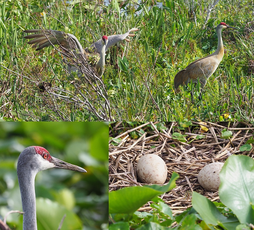 4-photo collage of sandhill cranes