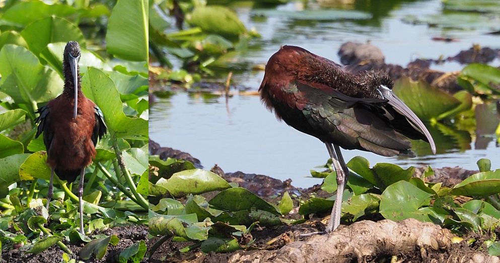 2-photo collage of glossy ibis