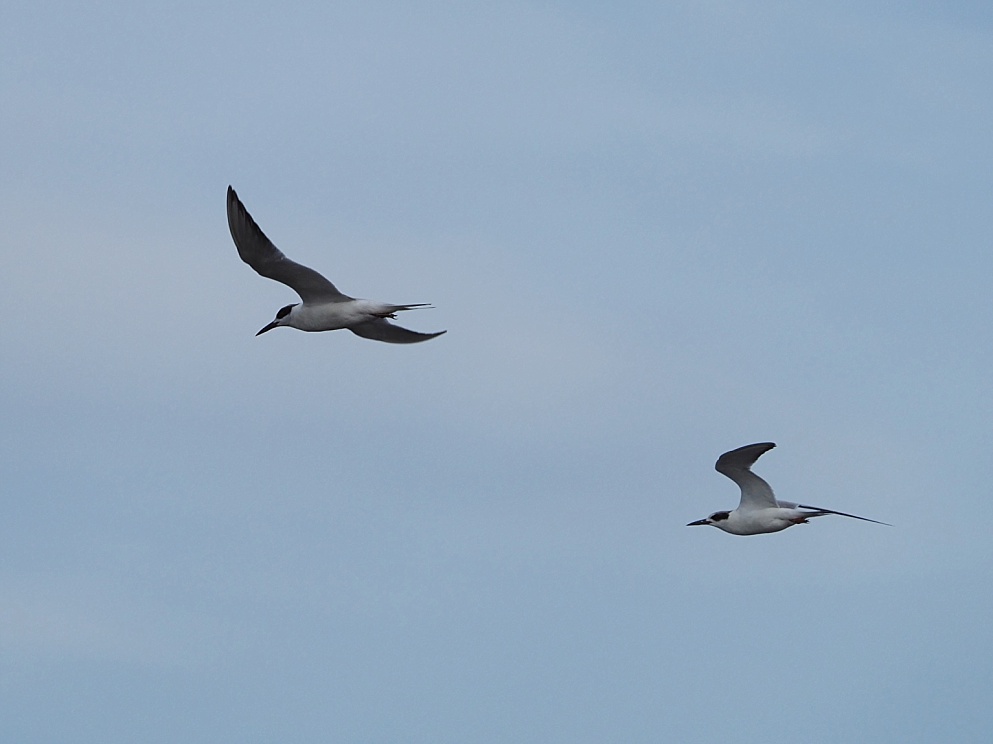 Two terns lifting off from dock