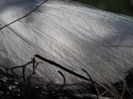 Close-up of great egret wing