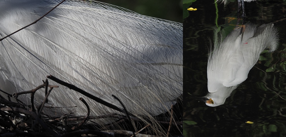 2-photo collage of egret