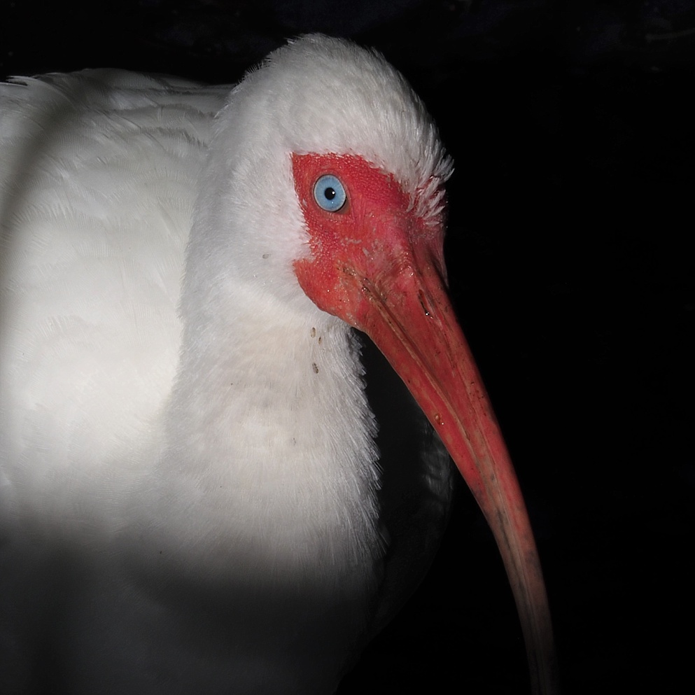 Ibis looking back at me