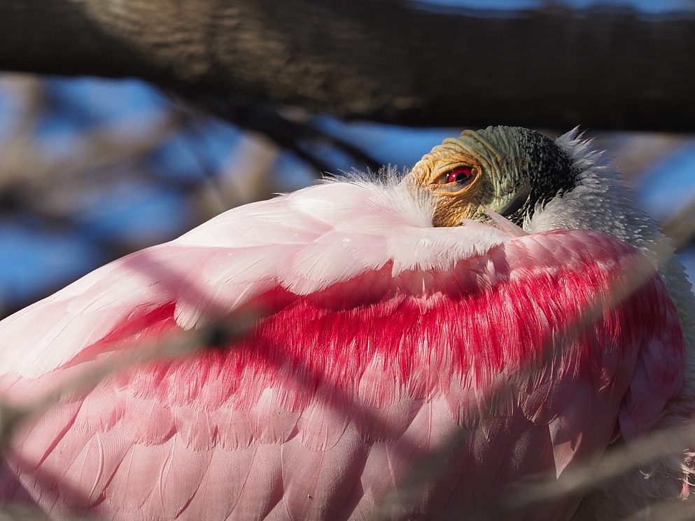 Roseate spoonbill with fishy stare