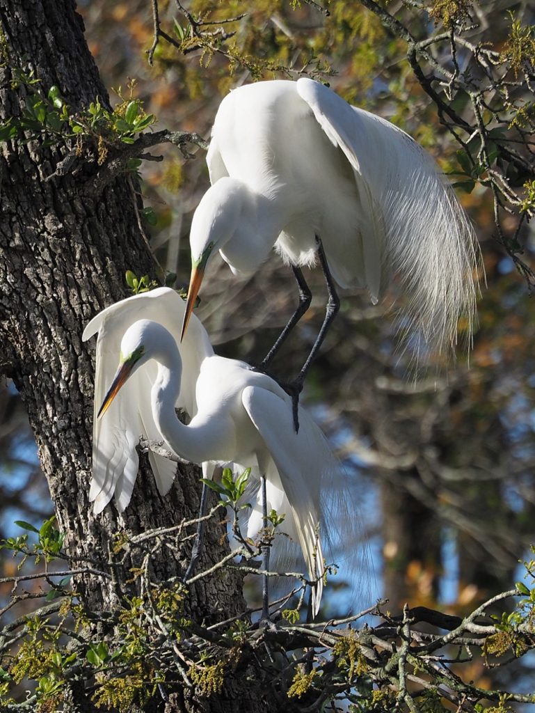 Great egrets, mating