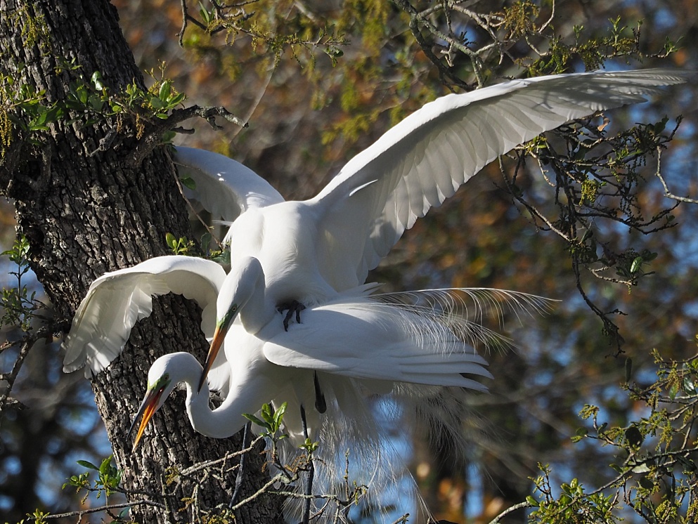 Great egrets mating