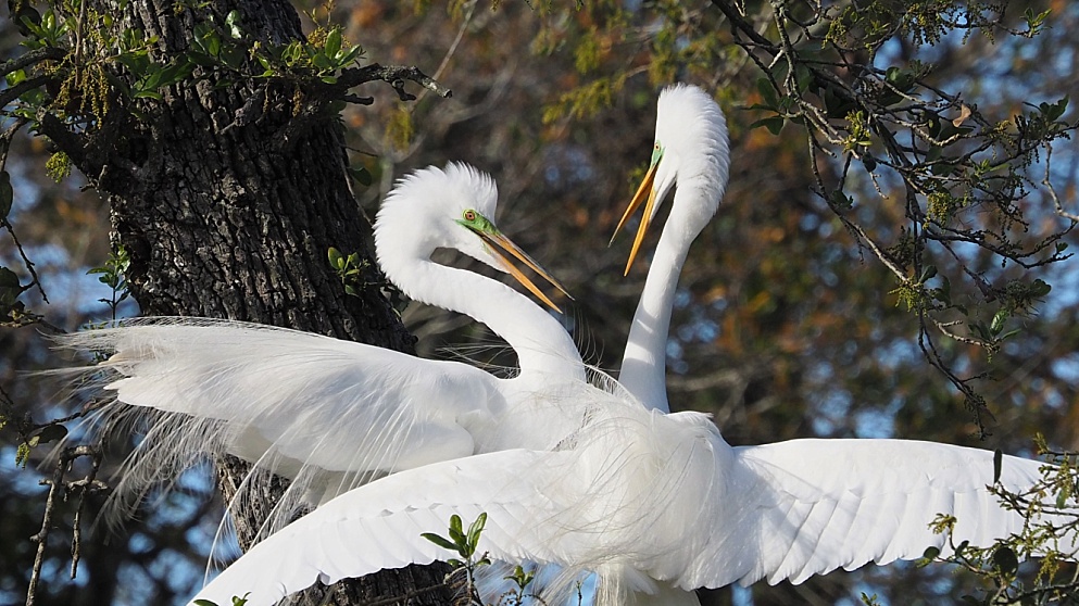 Great egrets, mating