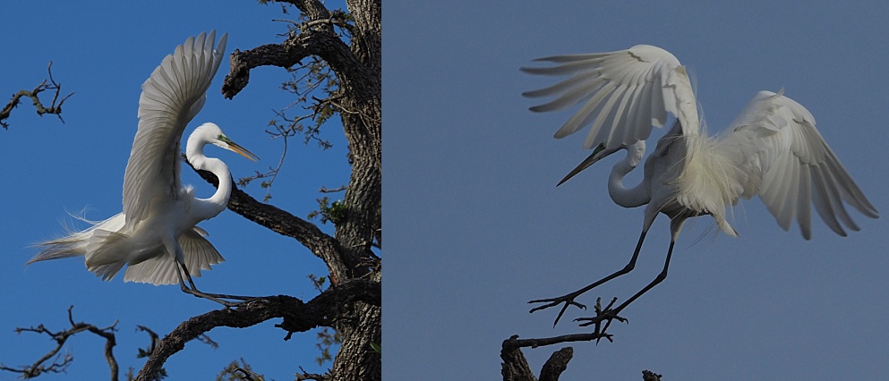 2-photo collage of egrets landing on branches