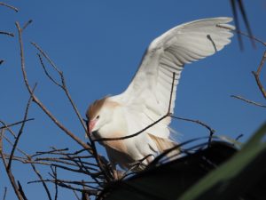 Cattle egret in breeding colours, obscured by branches