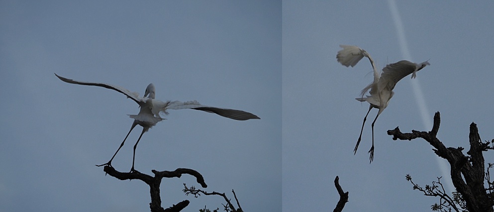 2-photo collage of egret landing